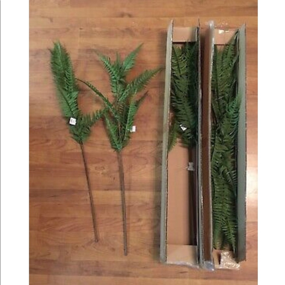 New Threshold Display fern stems